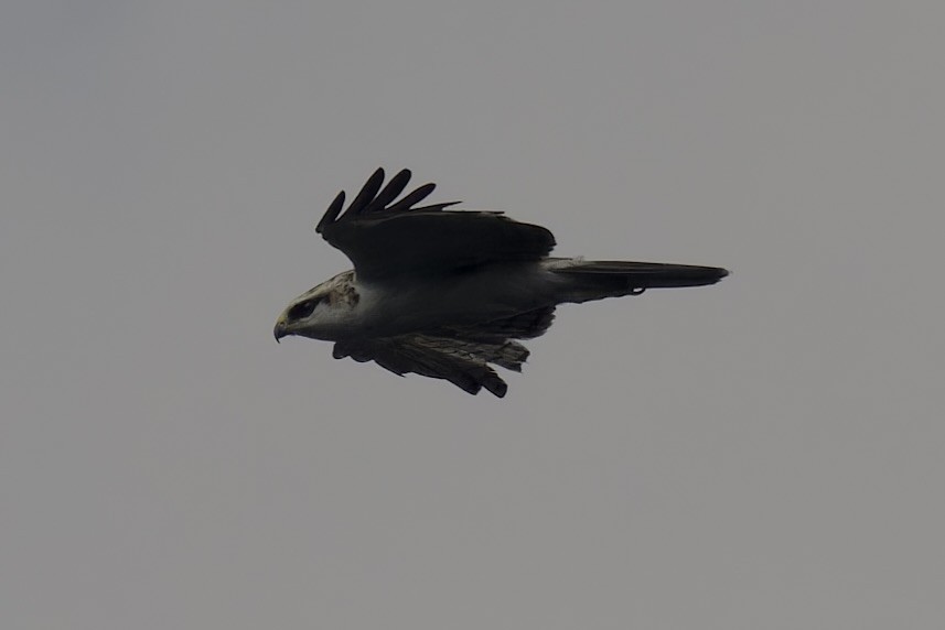 Rufous-bellied Eagle - ML620525103