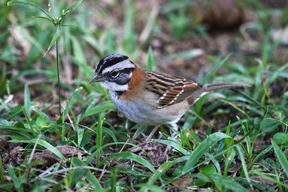 Rufous-collared Sparrow - ML620525106