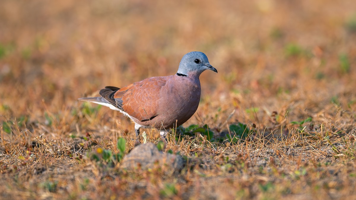 Red Collared-Dove - ML620525112