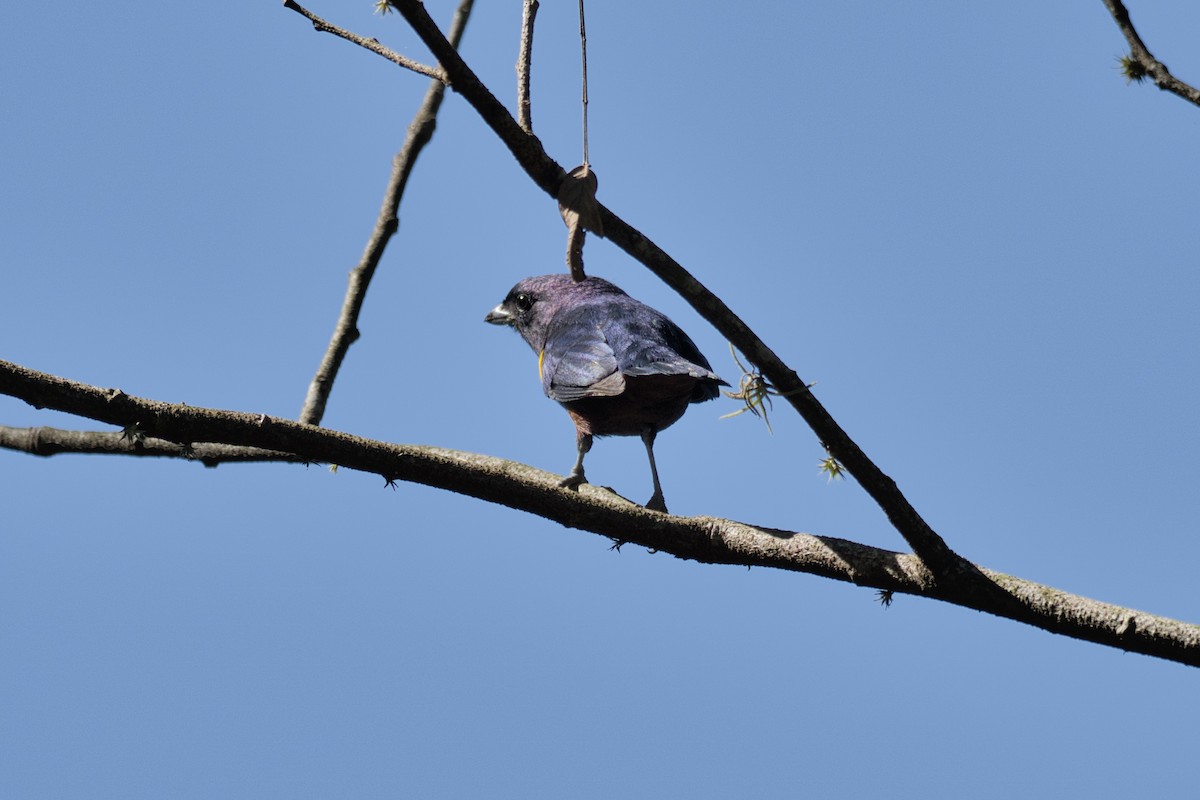 gultøyletodityrann - ML620525113