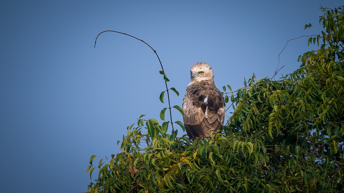 Short-toed Snake-Eagle - ML620525114