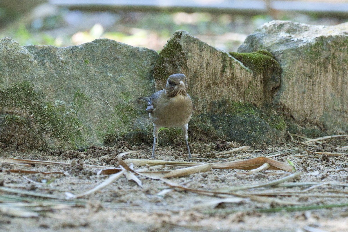 Pale-breasted Thrush - Anonymous