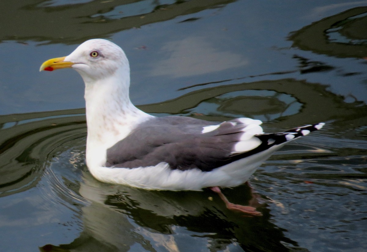 Gaviota de Kamchatka - ML620525121