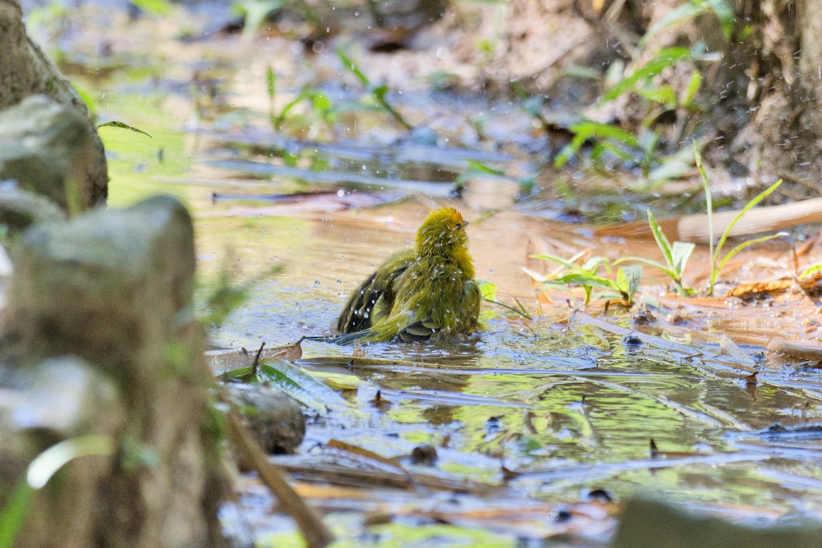 Saffron Finch - ML620525123