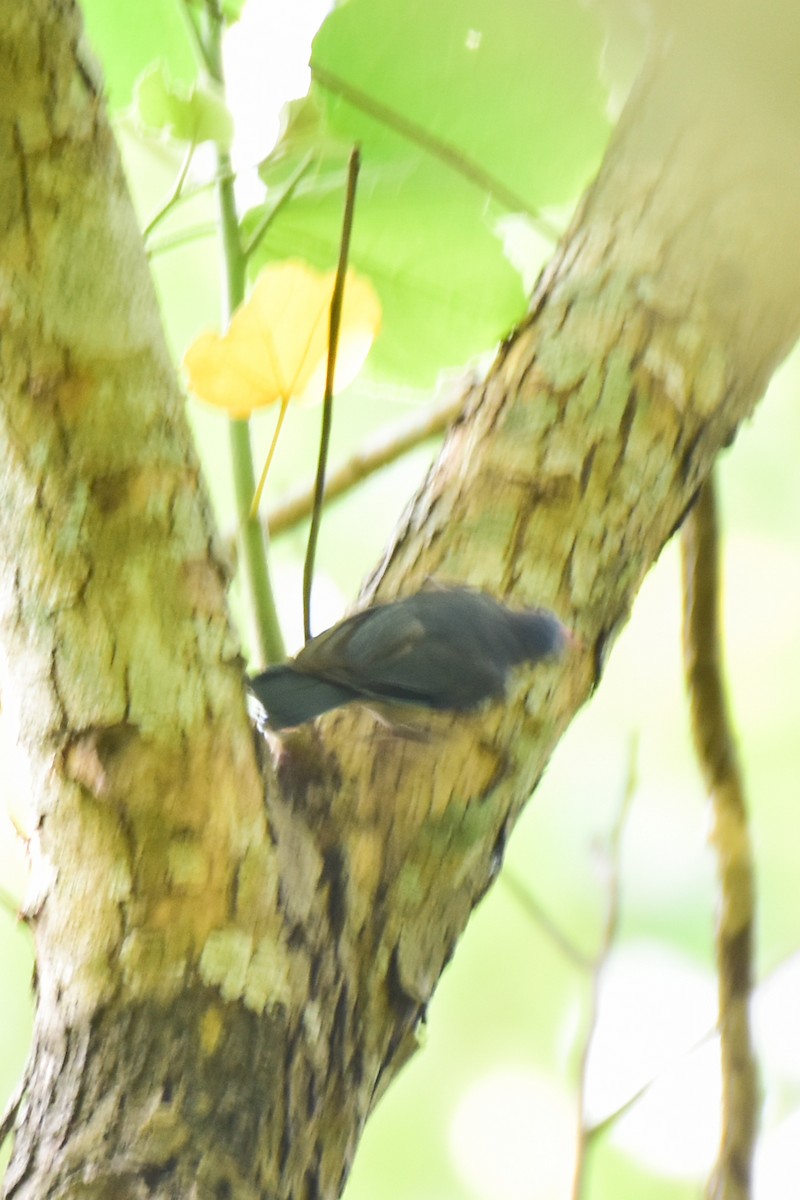 Velvet-fronted Nuthatch - ML620525124