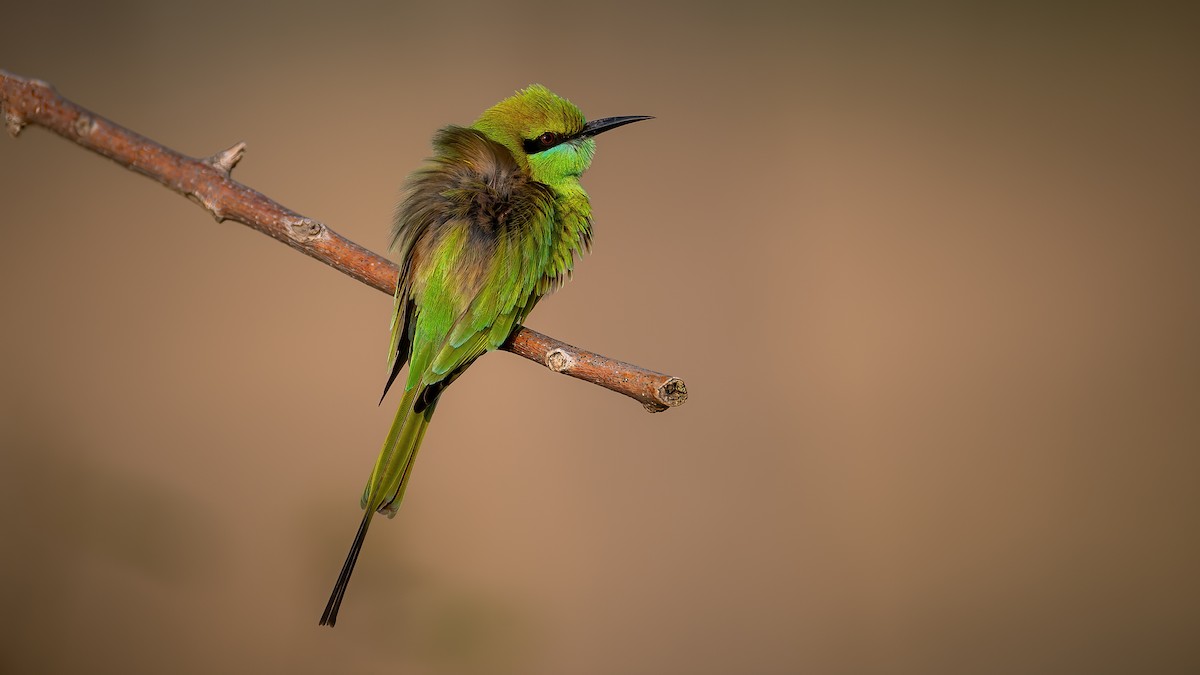 Asian Green Bee-eater - ML620525125
