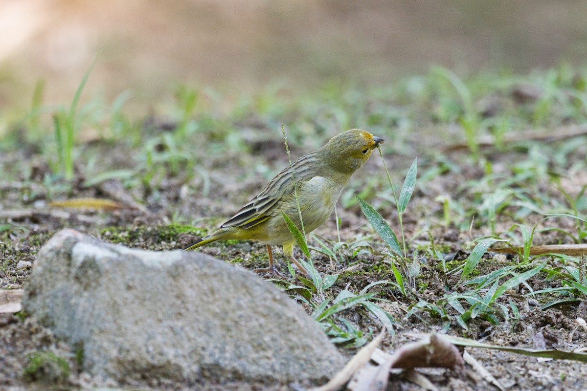 Saffron Finch - ML620525129