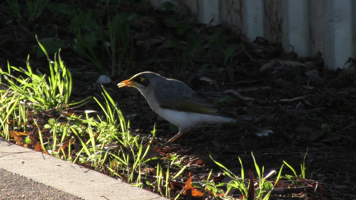 Yellow-throated Miner - ML620525132