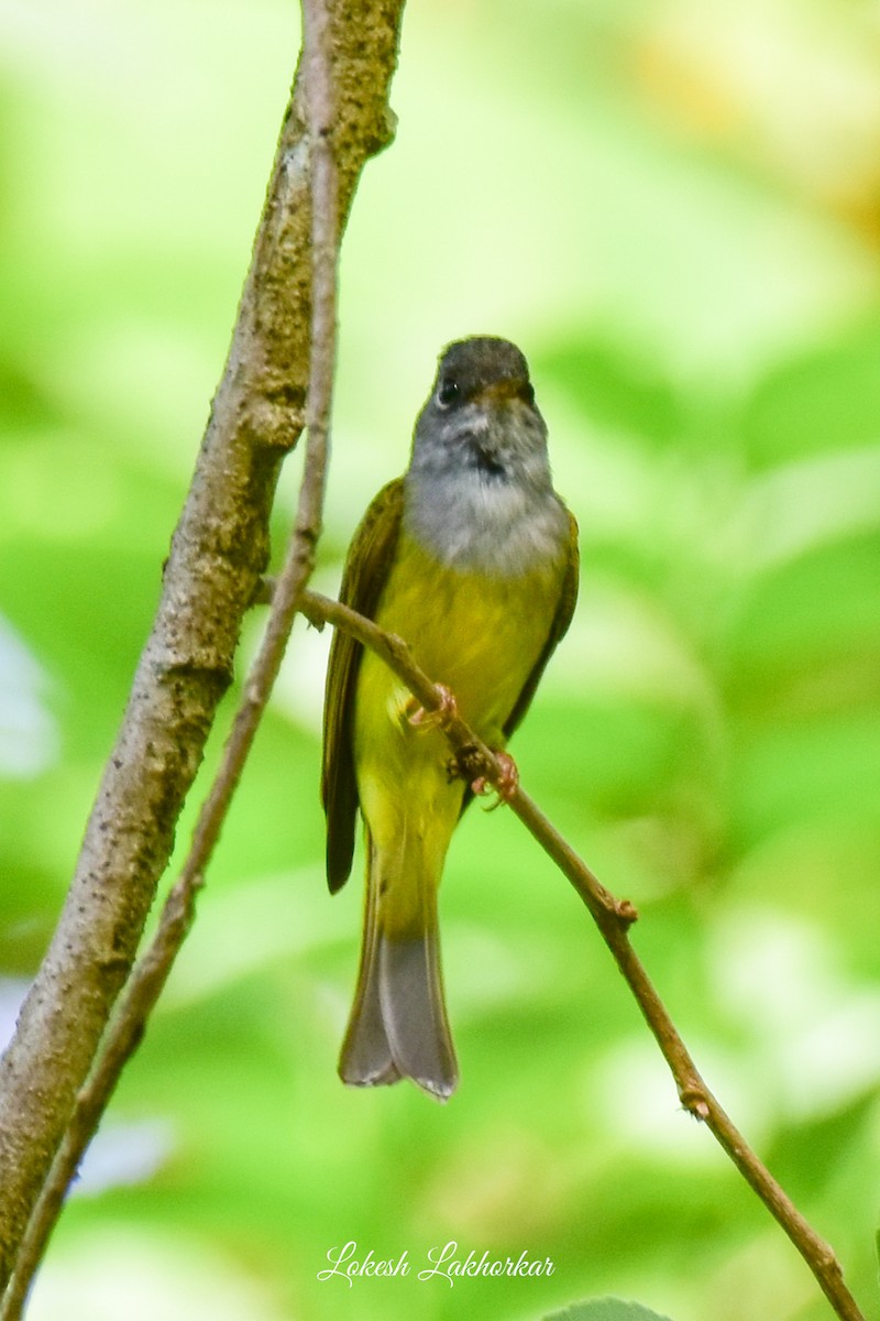 Gray-headed Canary-Flycatcher - ML620525133