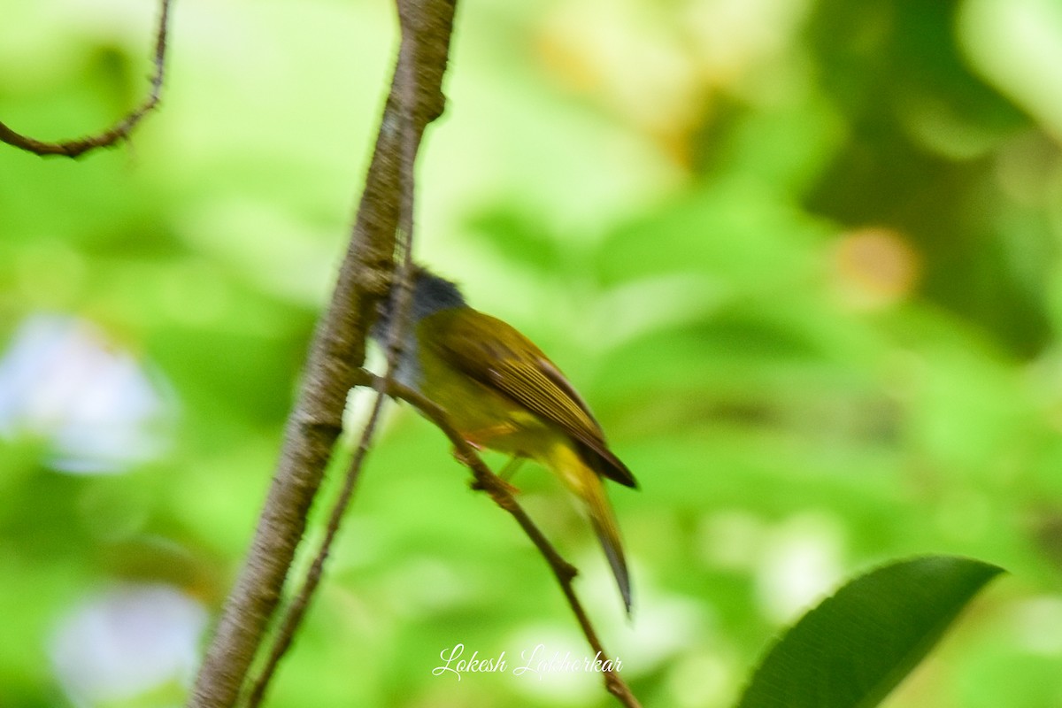 Gray-headed Canary-Flycatcher - ML620525134