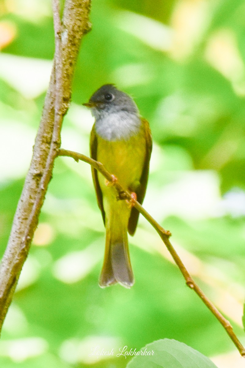 Gray-headed Canary-Flycatcher - ML620525135