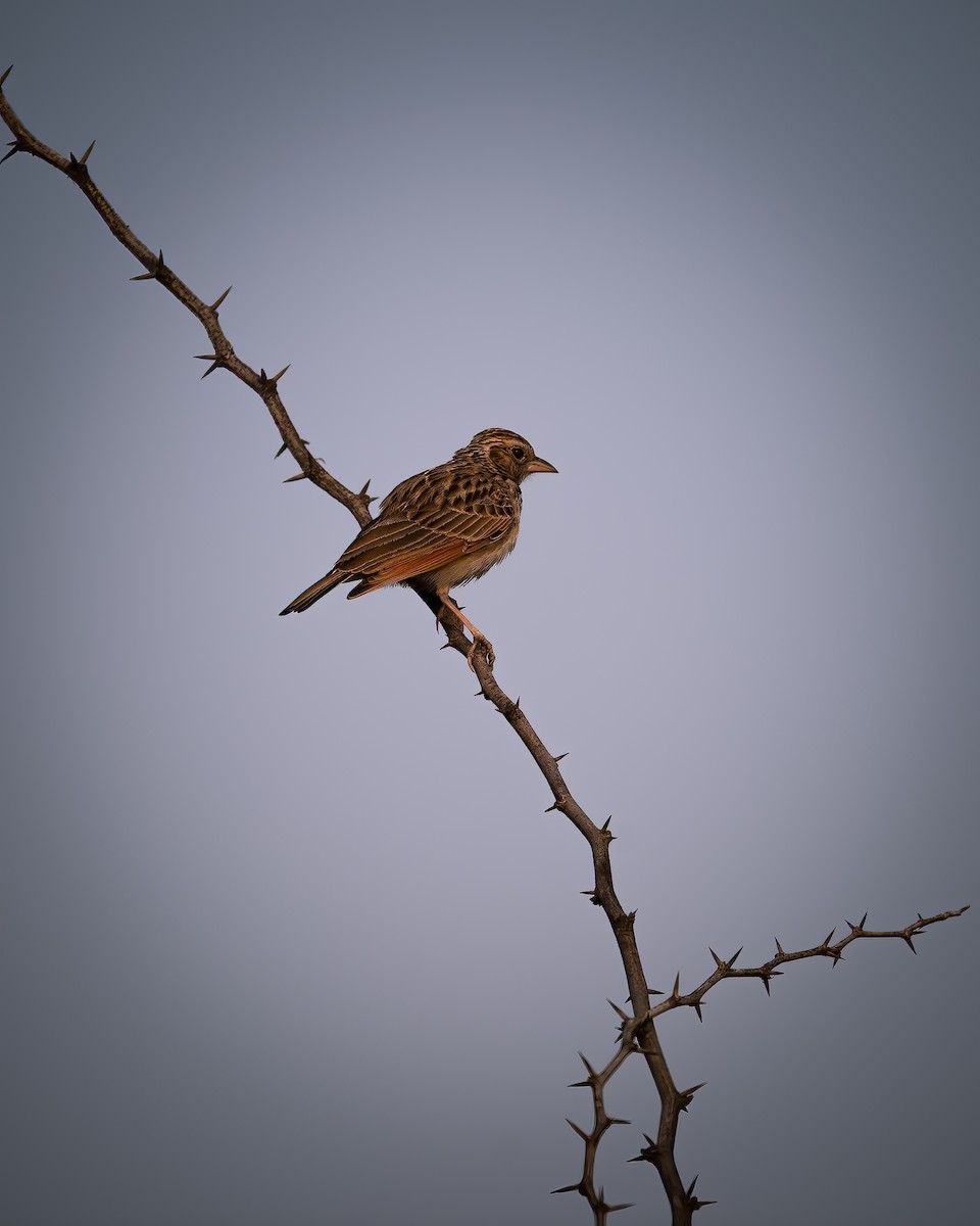 Indian Bushlark - ML620525139