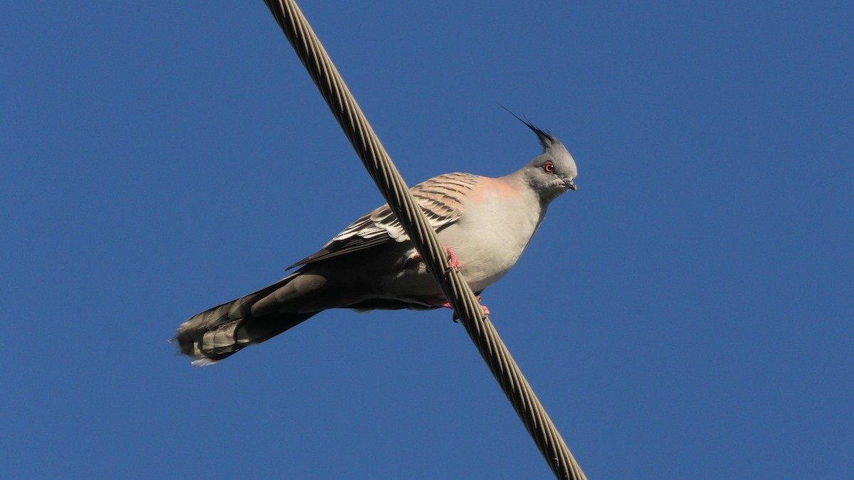 Crested Pigeon - ML620525143