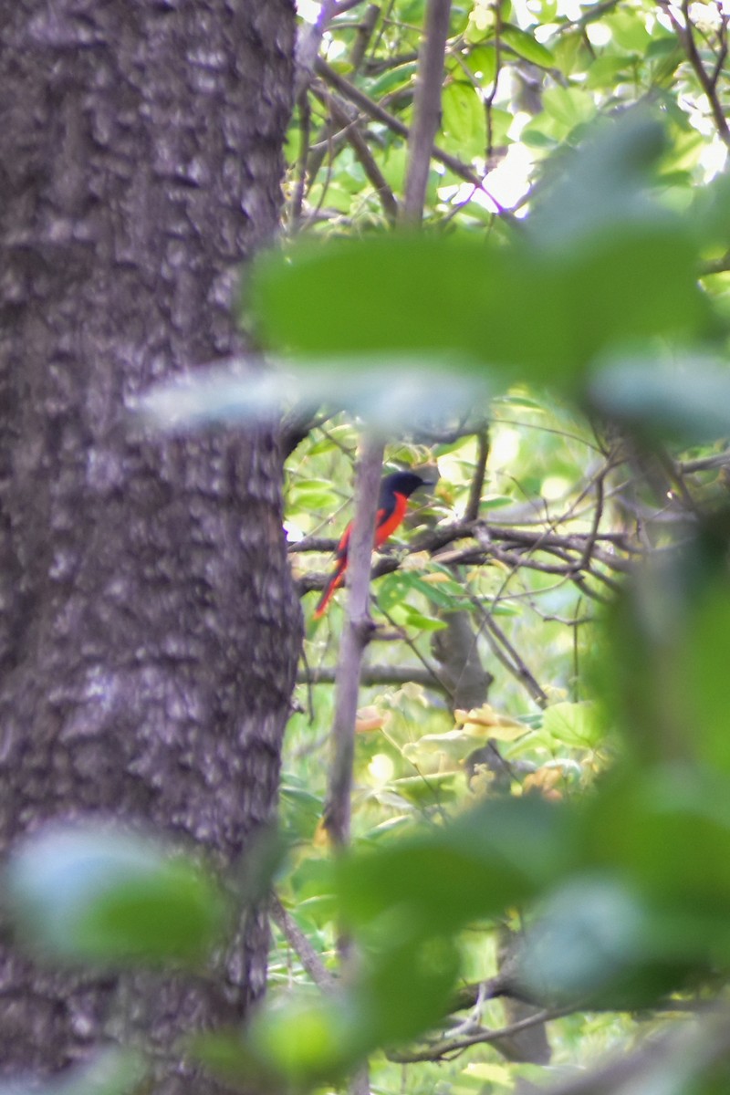 赤紅山椒鳥 - ML620525145