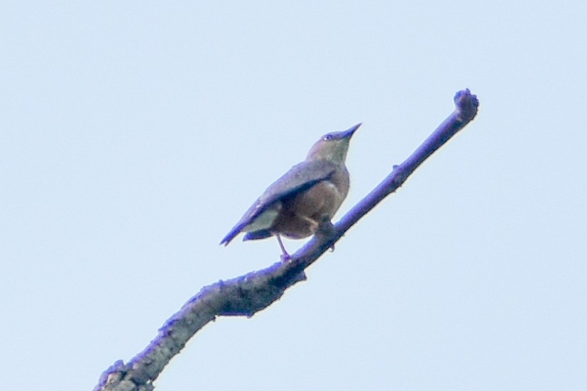 Chestnut-tailed Starling - ML620525152