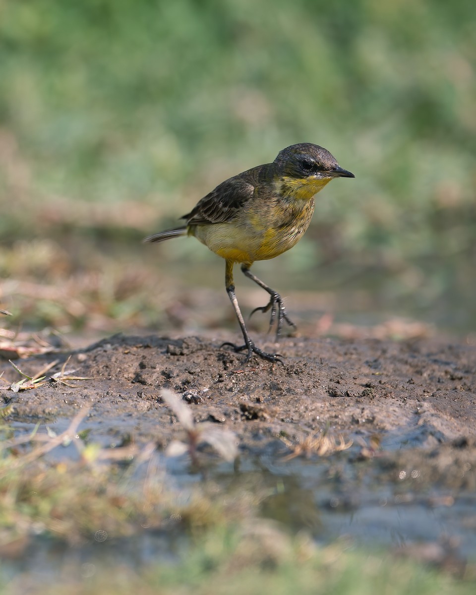 Western Yellow Wagtail (beema) - ML620525153