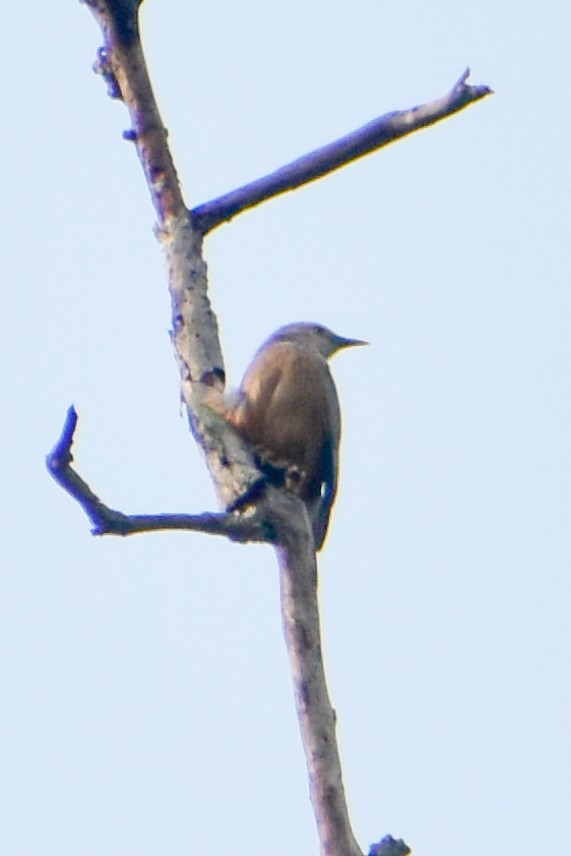 Chestnut-tailed Starling - ML620525156