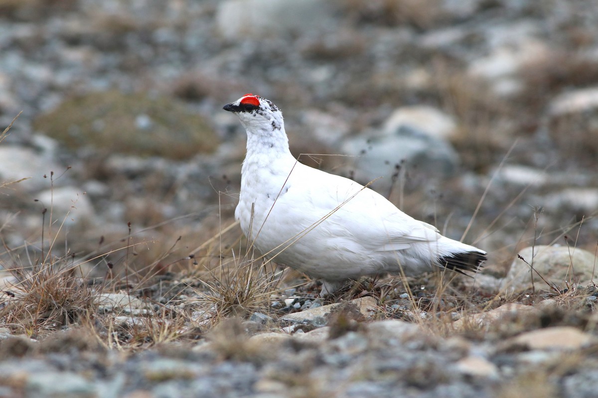 Rock Ptarmigan - ML620525166