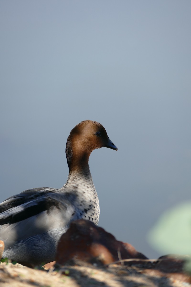 Maned Duck - ML620525174