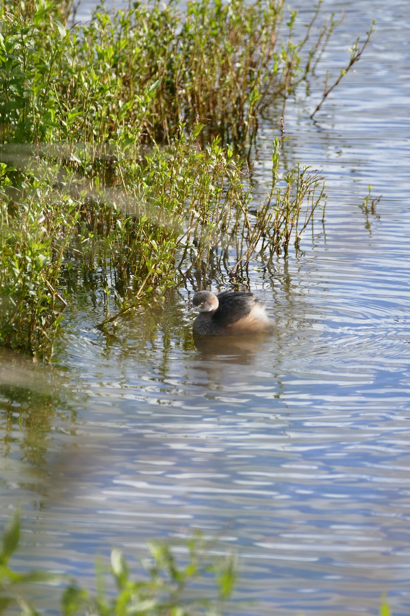 Australasian Grebe - ML620525176