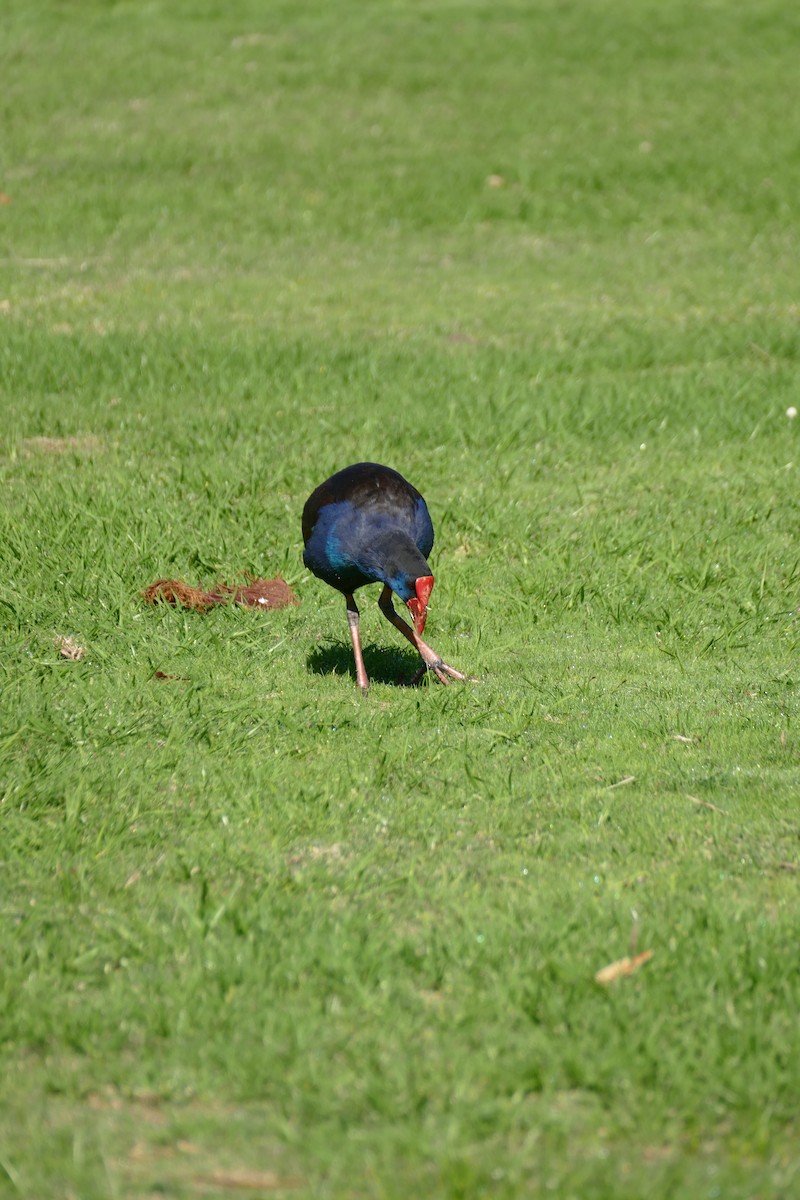 Australasian Swamphen - ML620525177