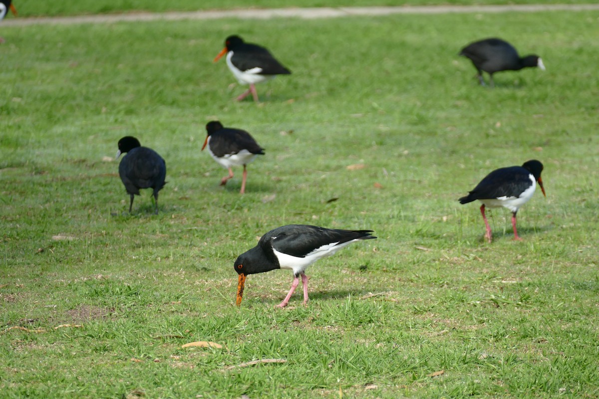 Pied Oystercatcher - ML620525178