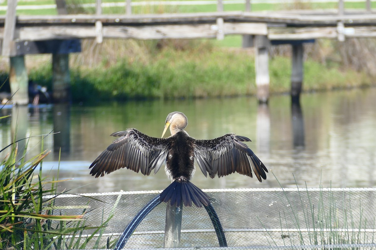 Anhinga Australiana - ML620525180