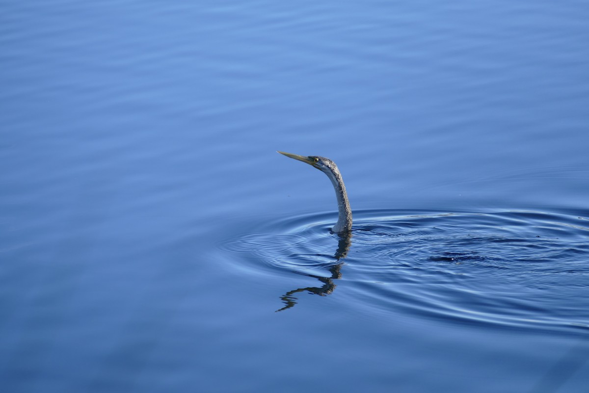 Anhinga Australiana - ML620525181