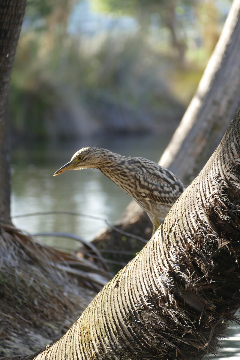 Nankeen Night Heron - ML620525183