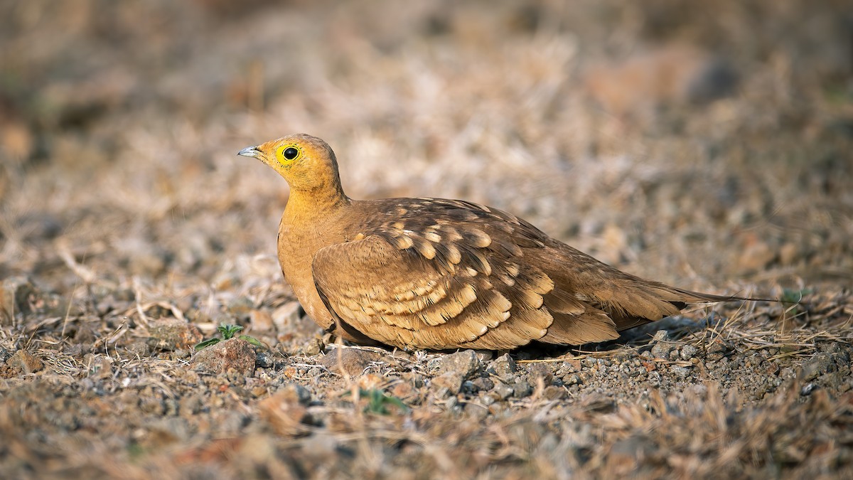 Chestnut-bellied Sandgrouse - ML620525186