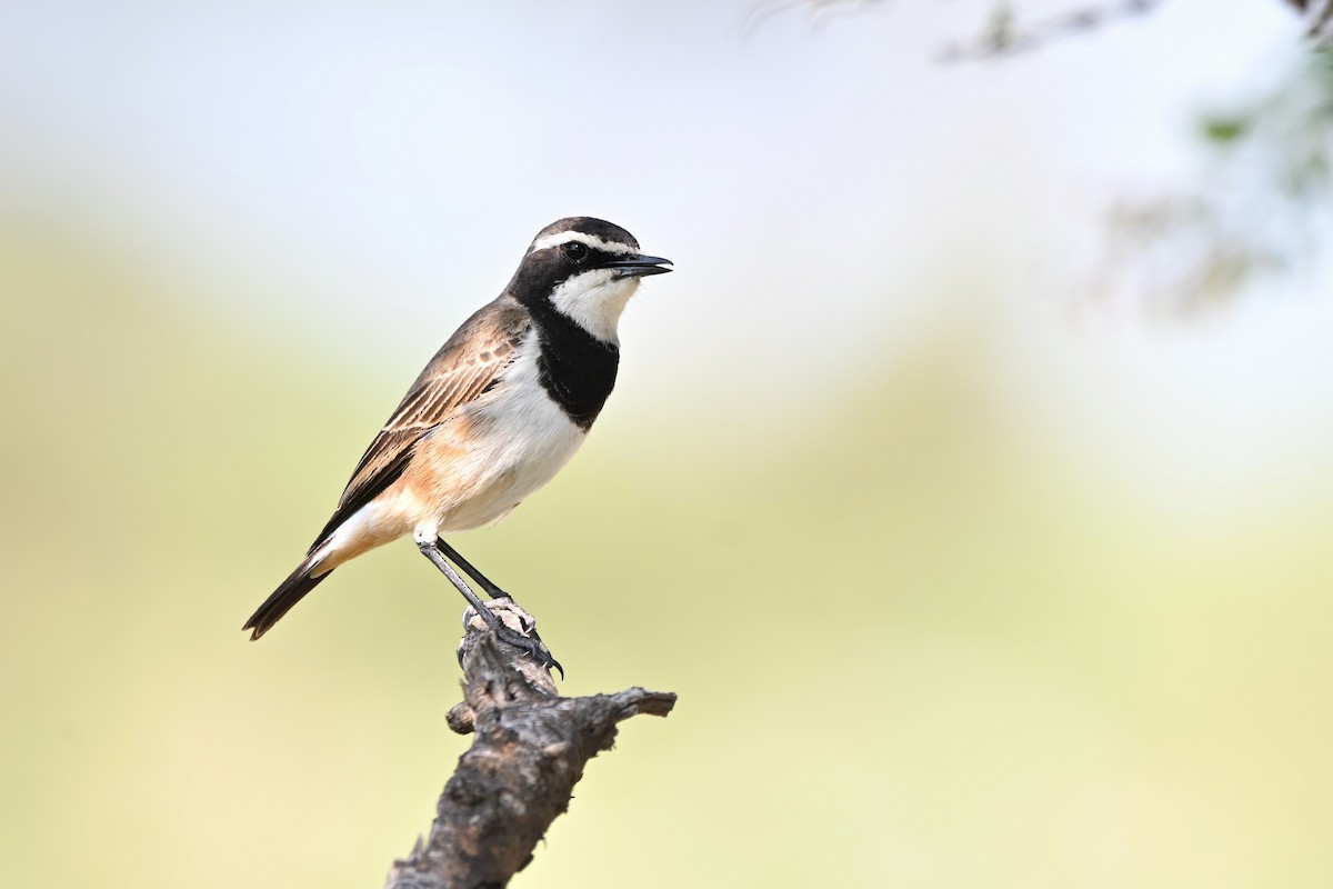 Capped Wheatear - ML620525188