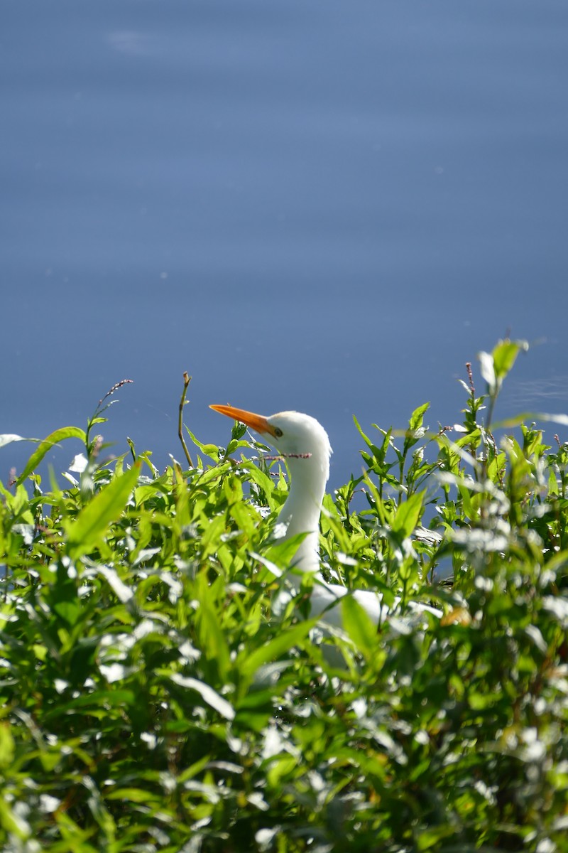 Eastern Cattle Egret - ML620525190