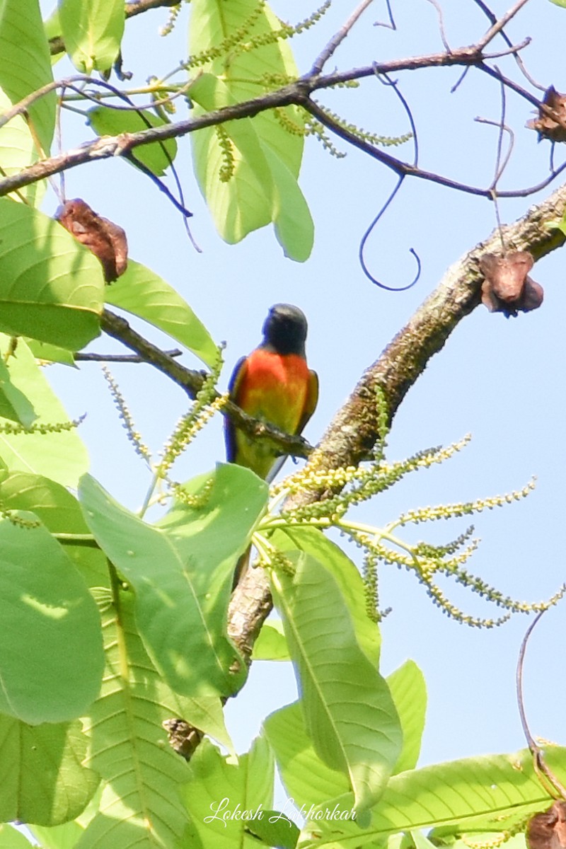 Small Minivet - ML620525191