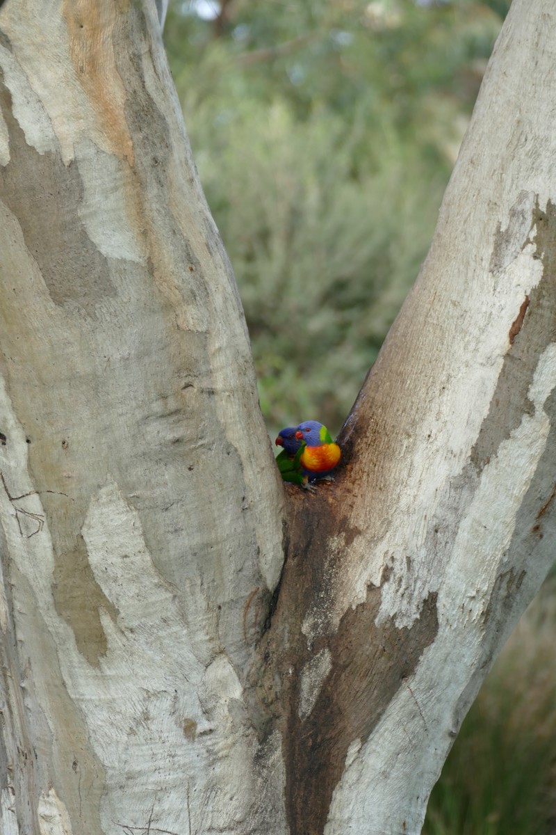 Rainbow Lorikeet - ML620525192