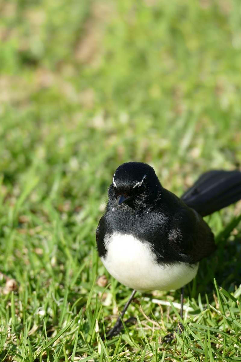 Willie-wagtail - ML620525193