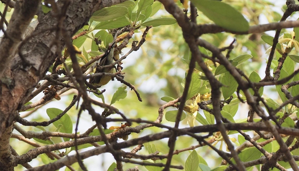 Common Tailorbird - 芳色 林