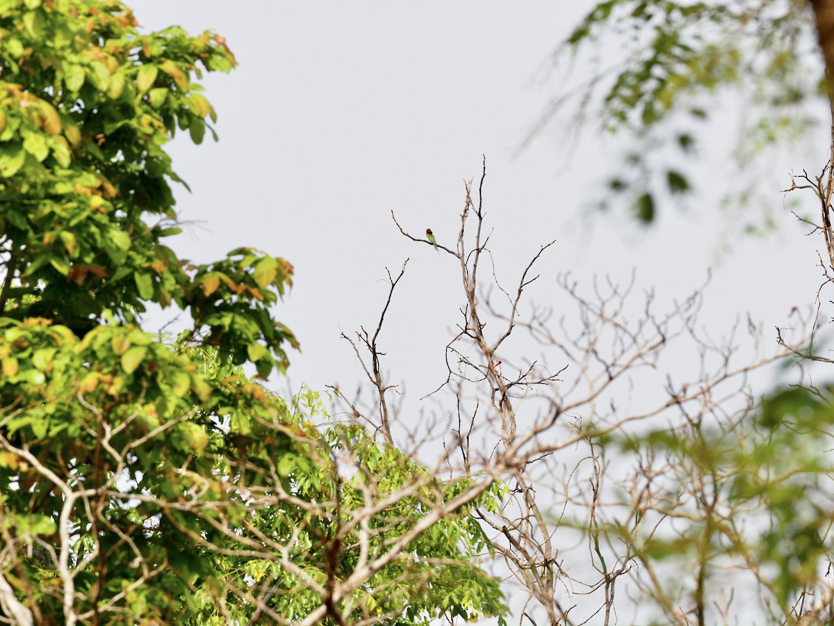 Sooty-headed Bulbul - ML620525198