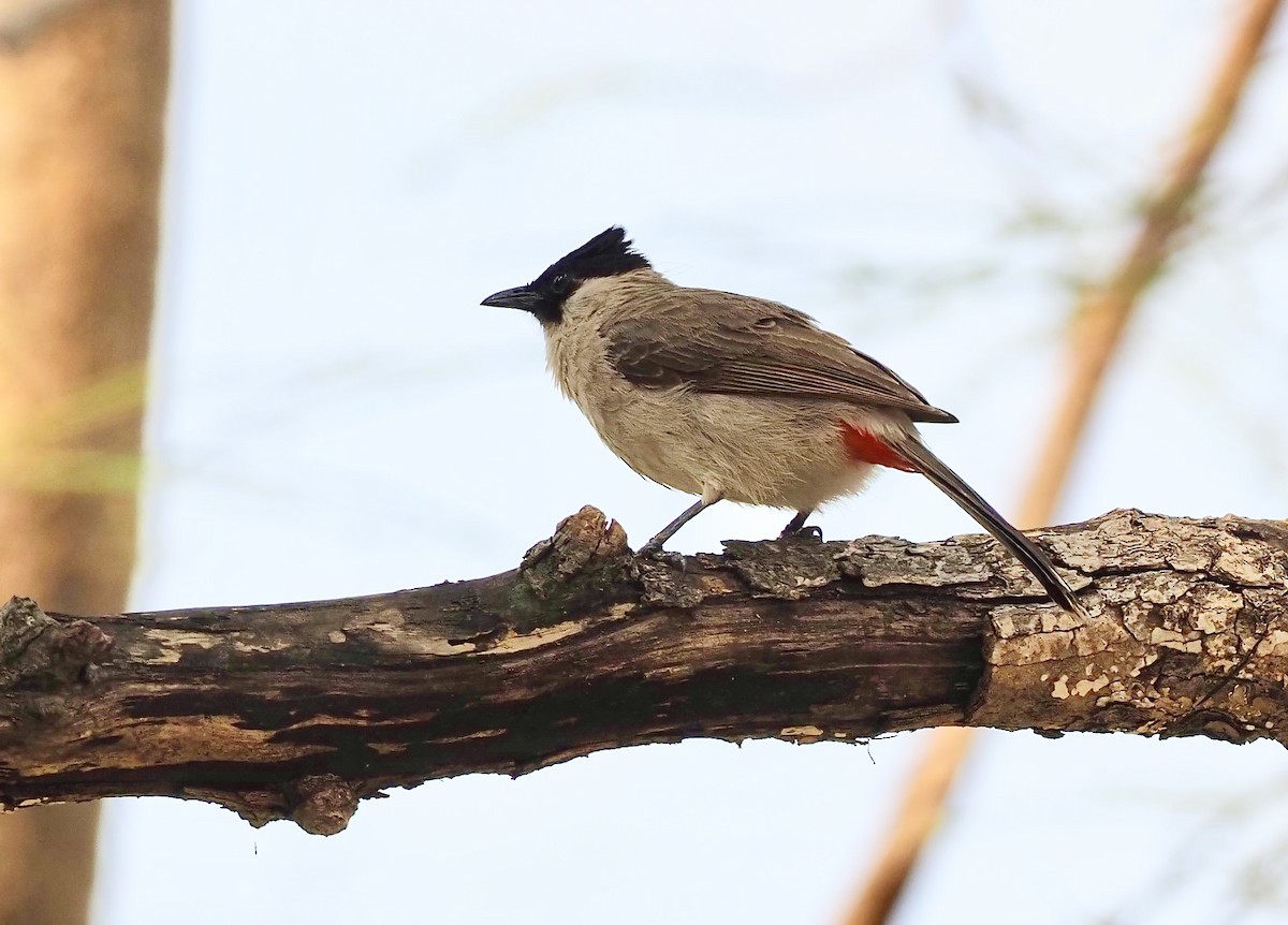 Bulbul cul-d'or - ML620525201