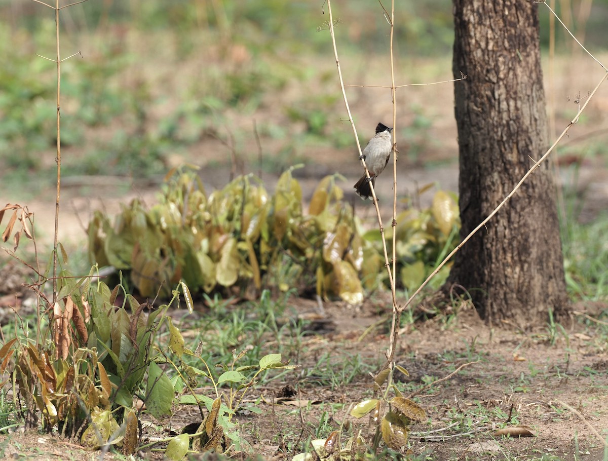 Bulbul cul-d'or - ML620525203