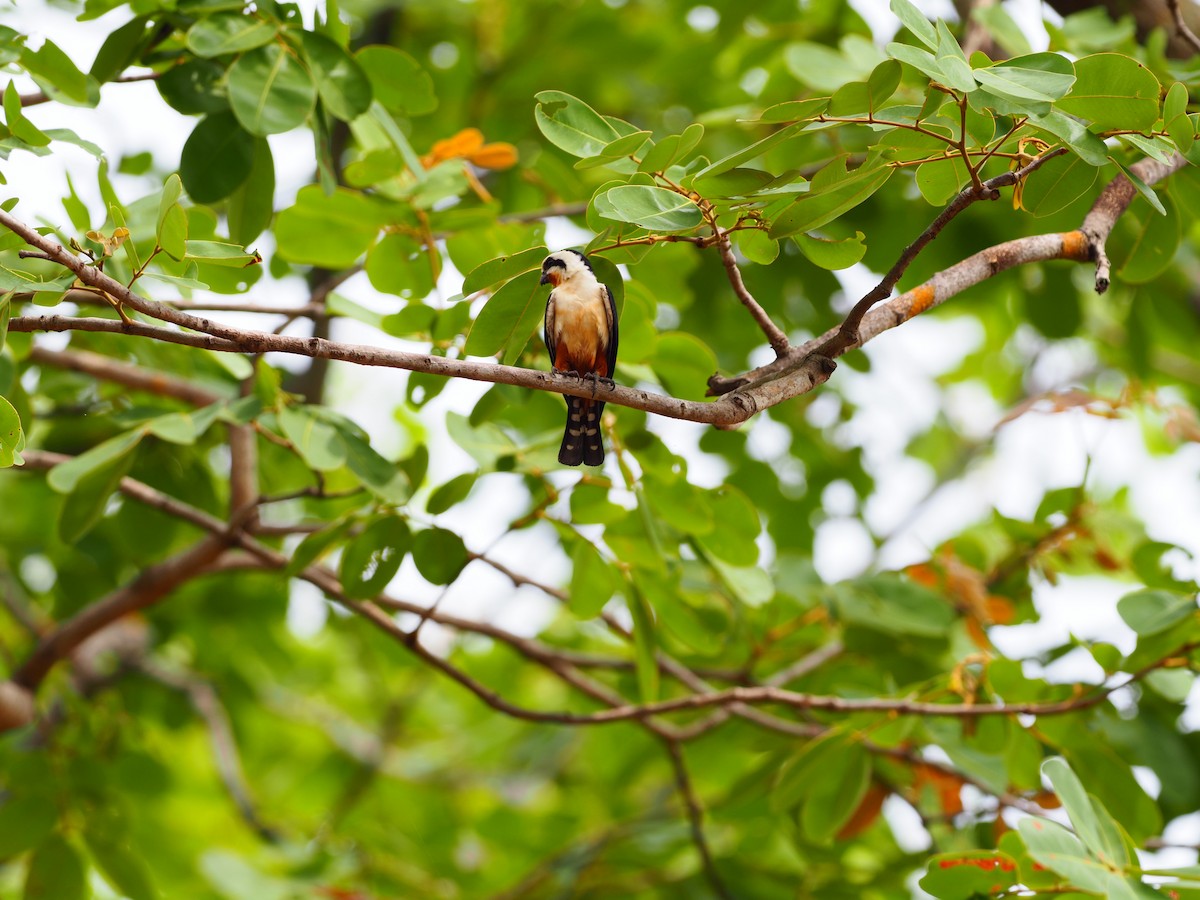 Collared Falconet - ML620525204