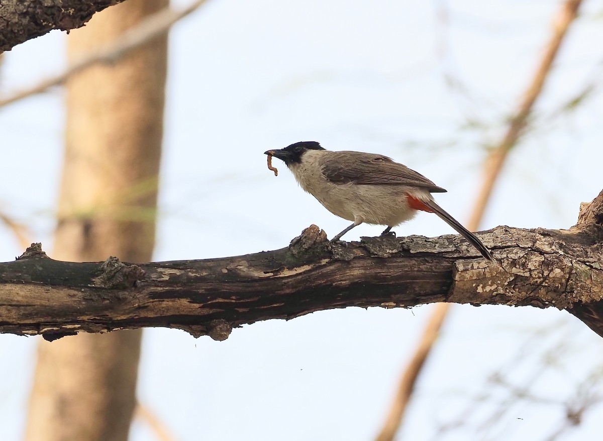 Sooty-headed Bulbul - ML620525205