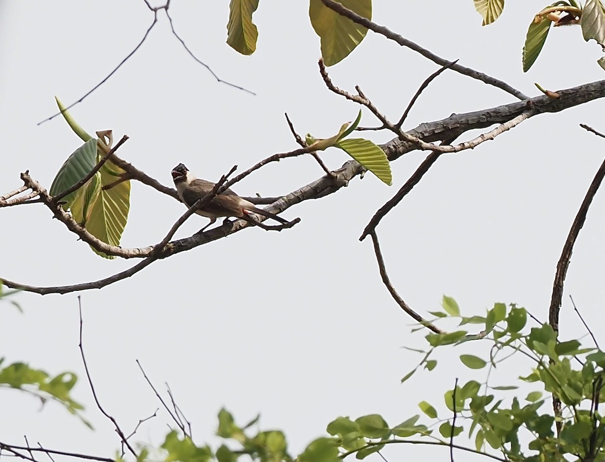 Bulbul Ventridorado - ML620525207