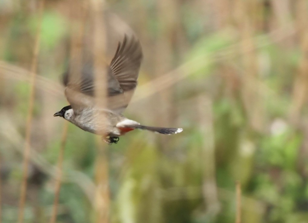 Bulbul cul-d'or - ML620525208