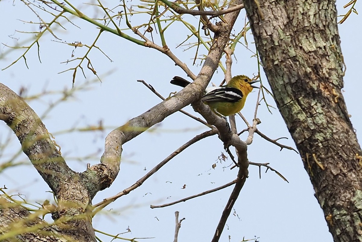 Bulbul Ventridorado - ML620525209