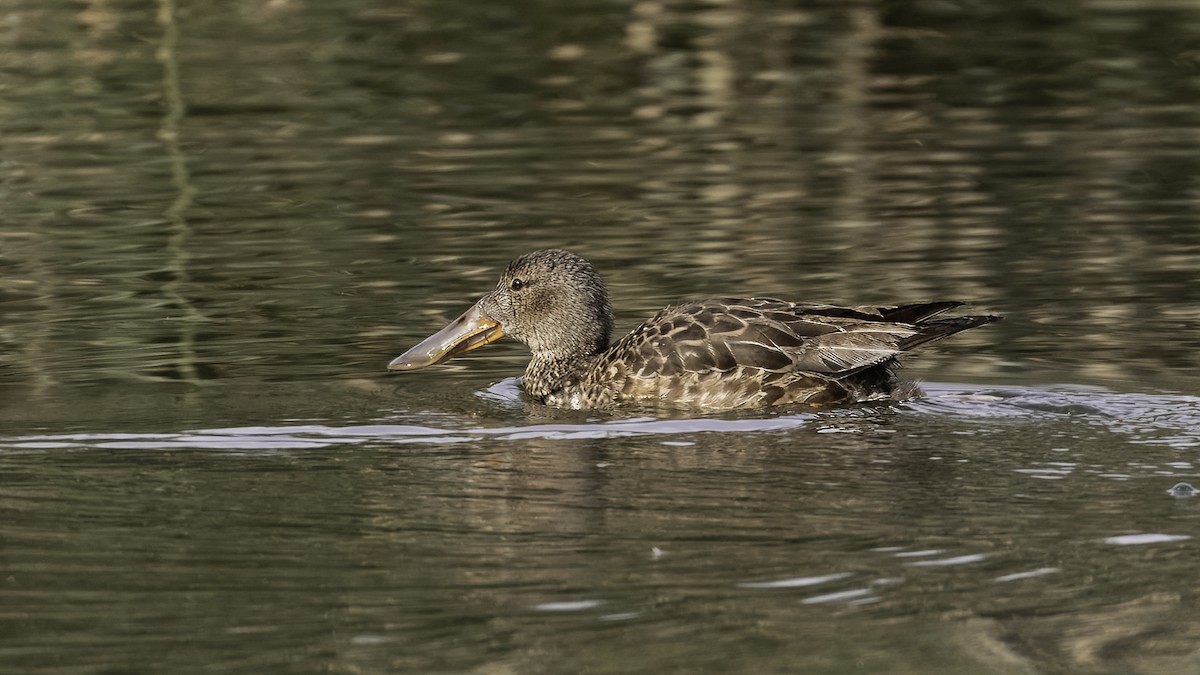 ハシビロガモ - ML620525213