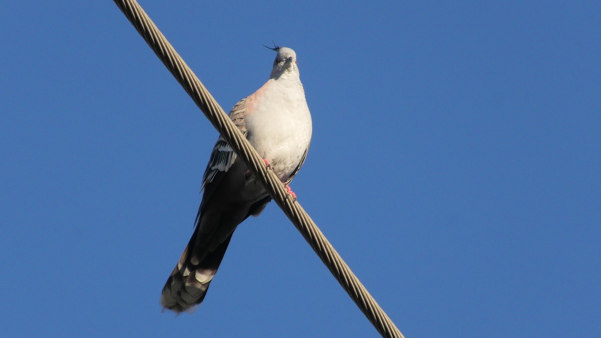 Crested Pigeon - ML620525214