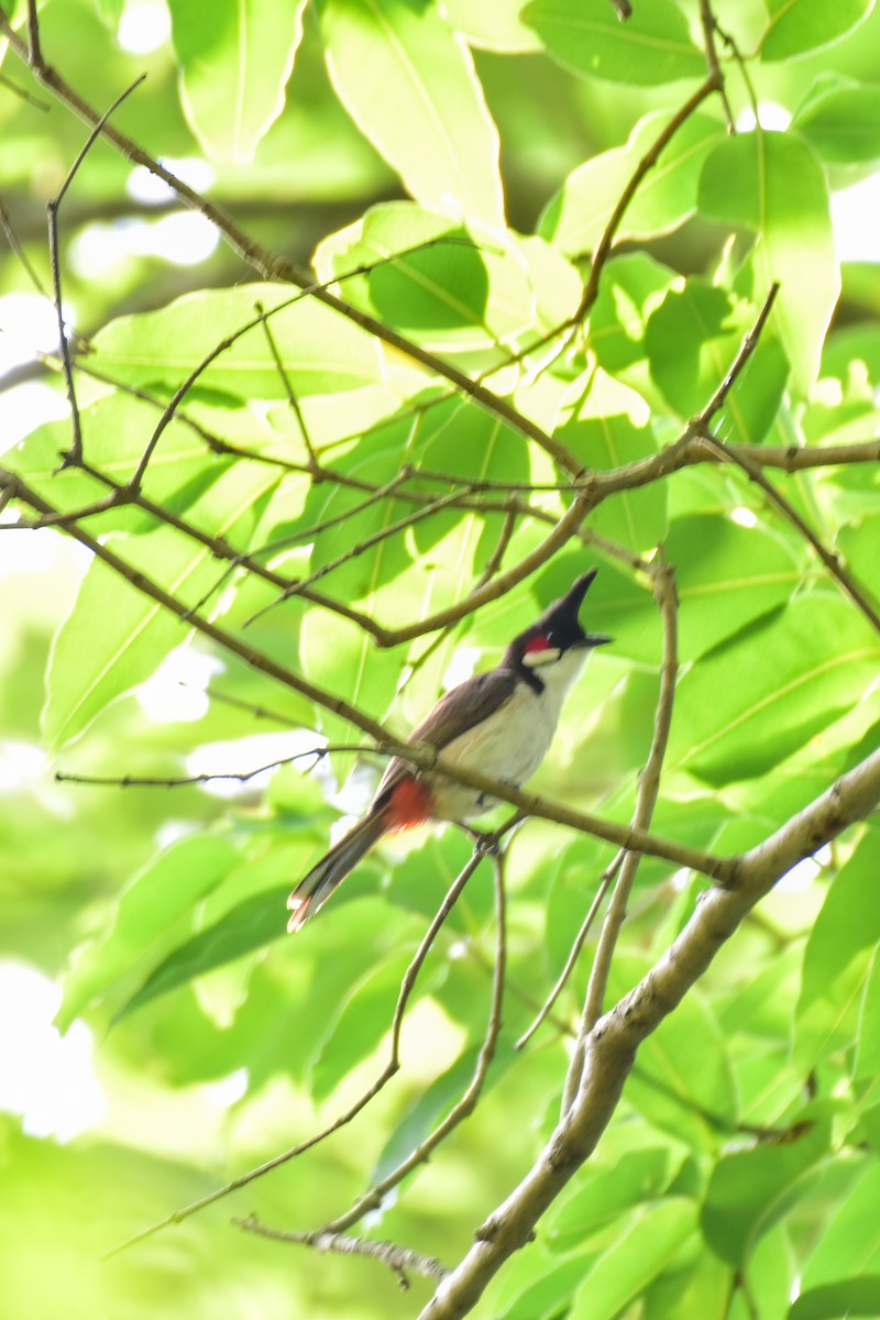 Red-whiskered Bulbul - ML620525216