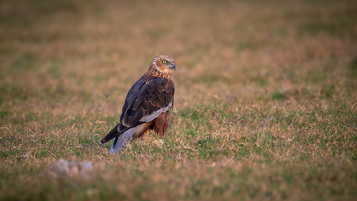 Western Marsh Harrier - ML620525217