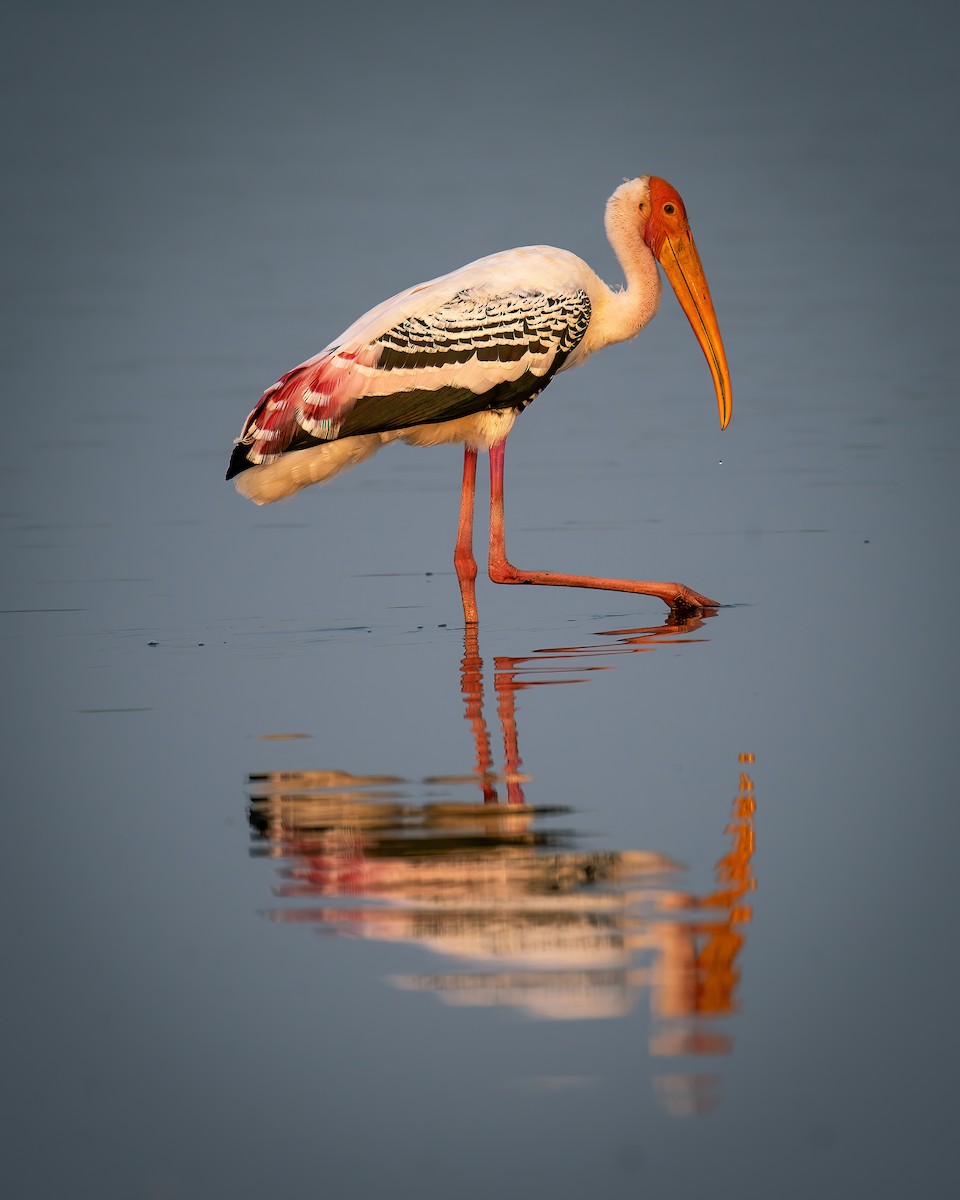 Painted Stork - ML620525218