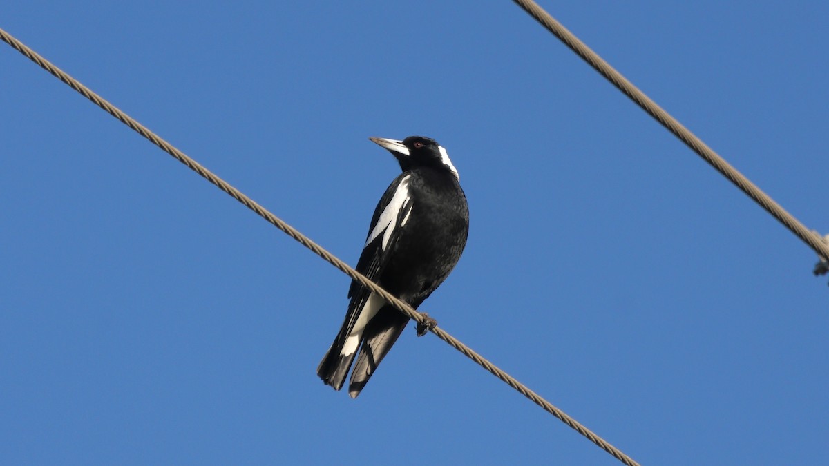 Australian Magpie - ML620525219